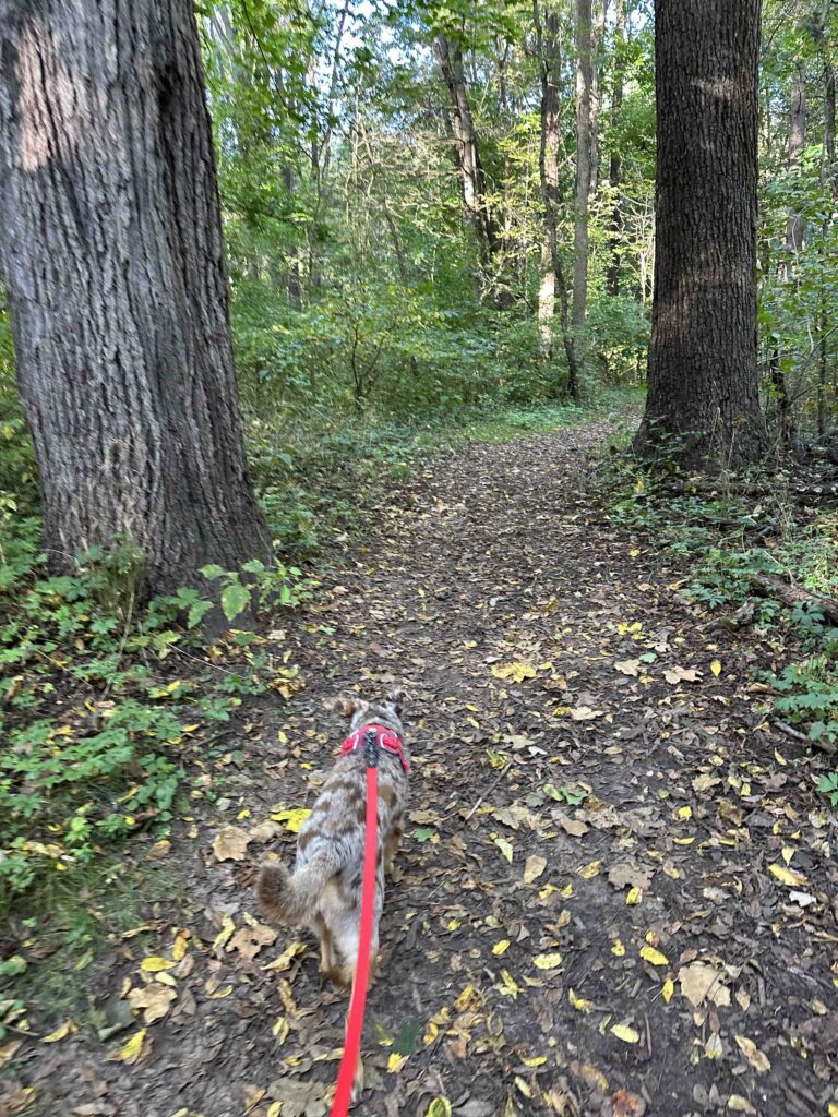 entering trail 4