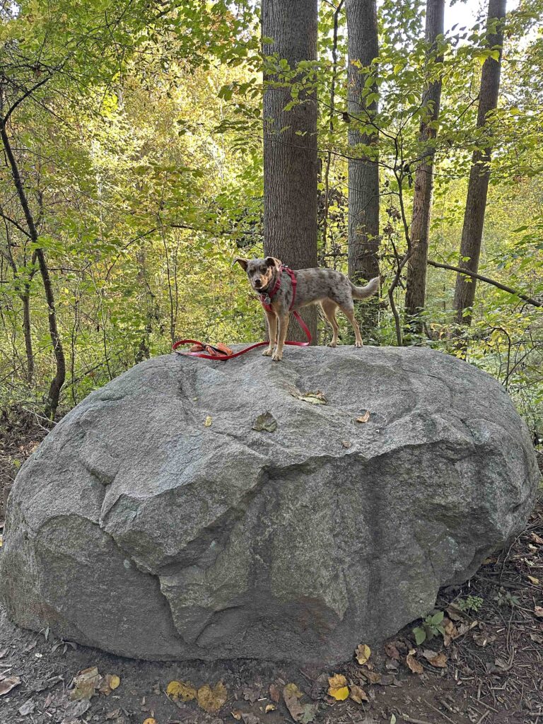 Sunny and a huge rock on the Potato Creek State Park trail 4