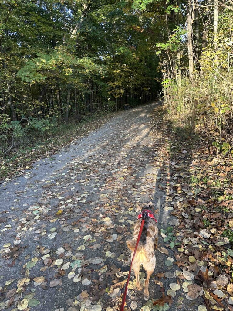 entering the woods
