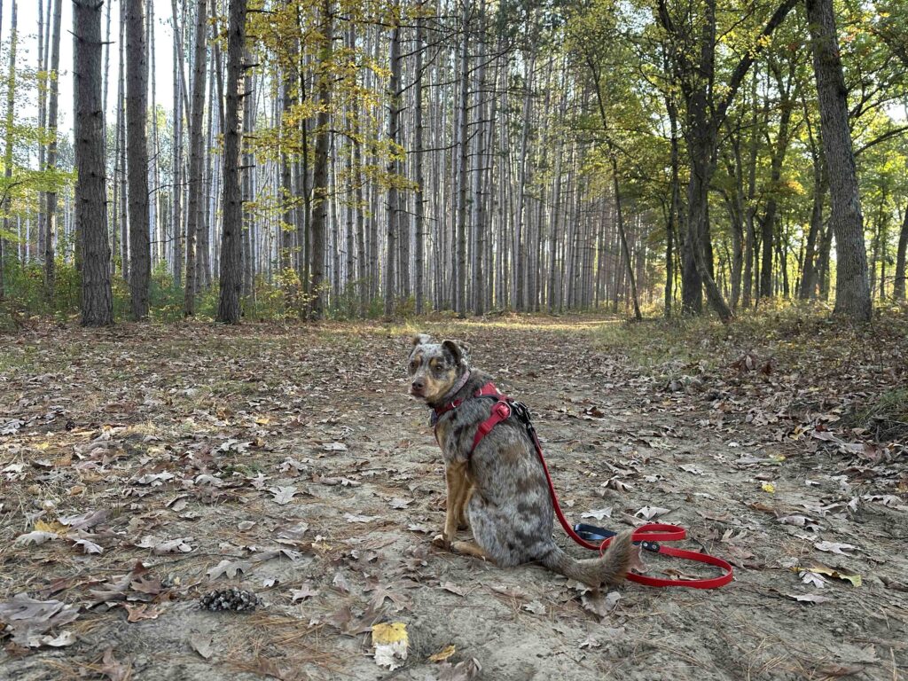 Sunny in the woods off the Wabash Cannonball Trail