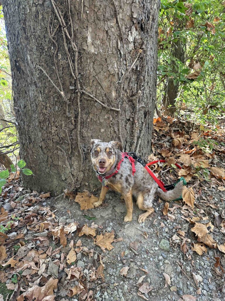 all smiles on the trail