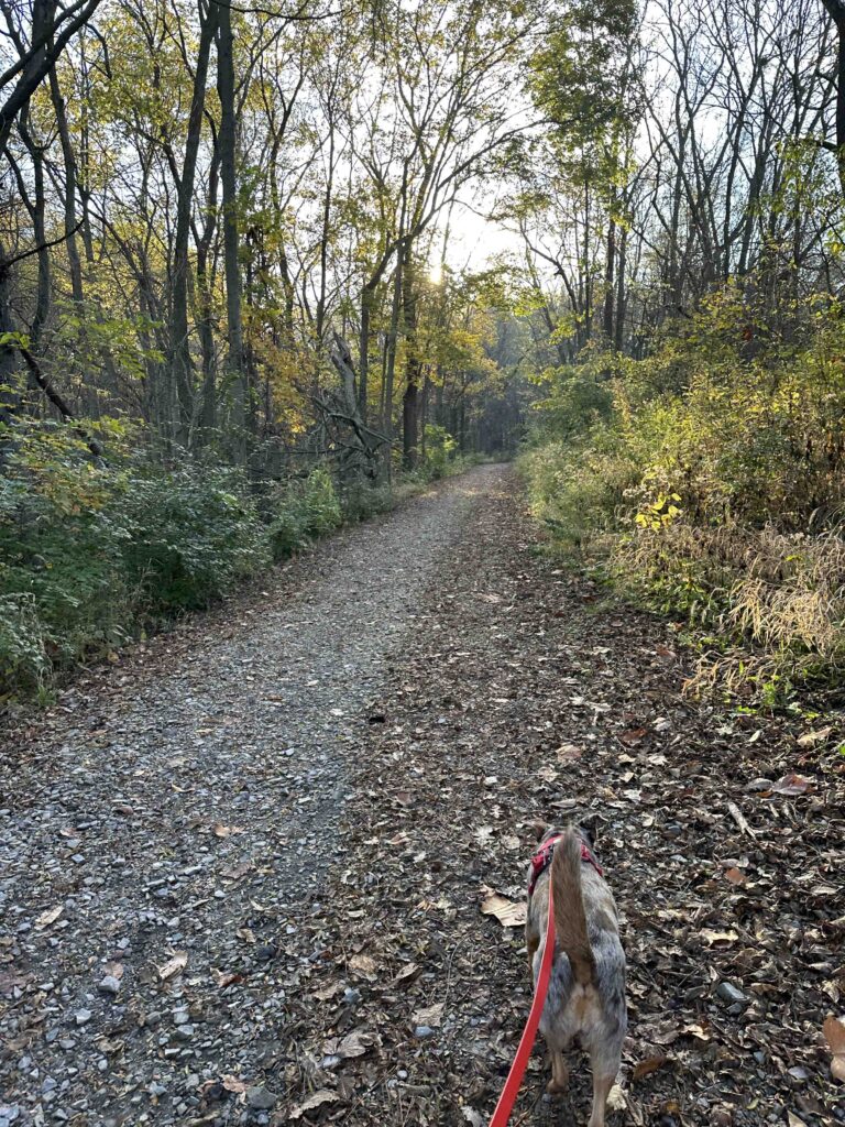 on the connector trail