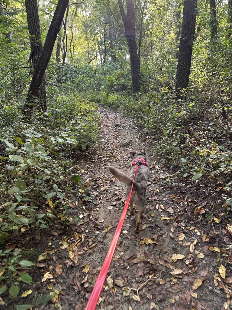 On the trail at Potato Creek State Park