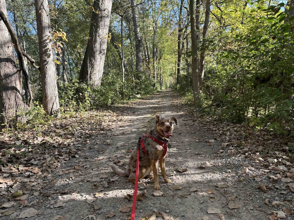 Sunny on the towpath trail at Bend View Metropark