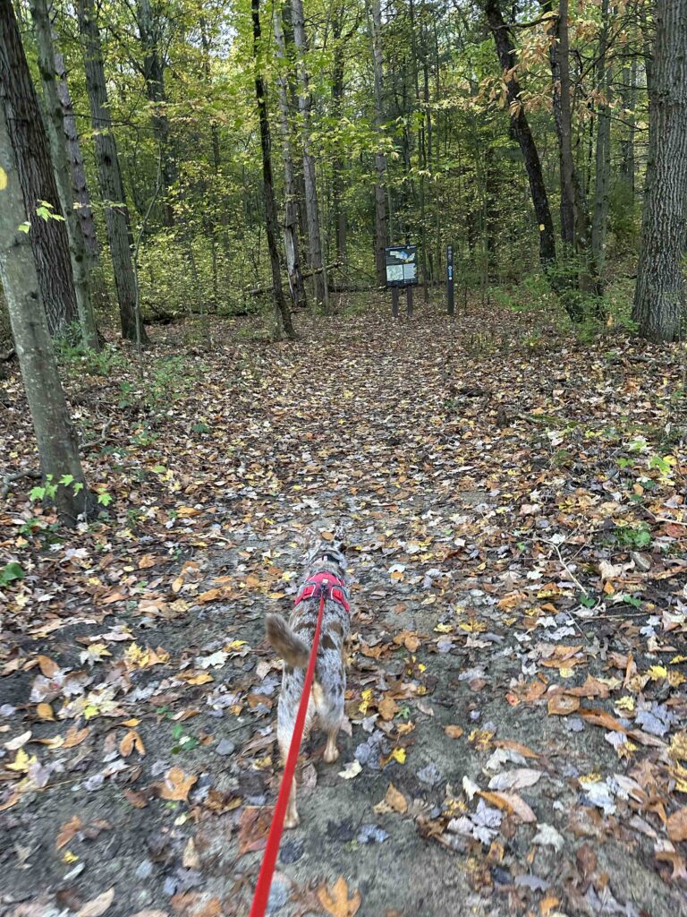 Entering the woods