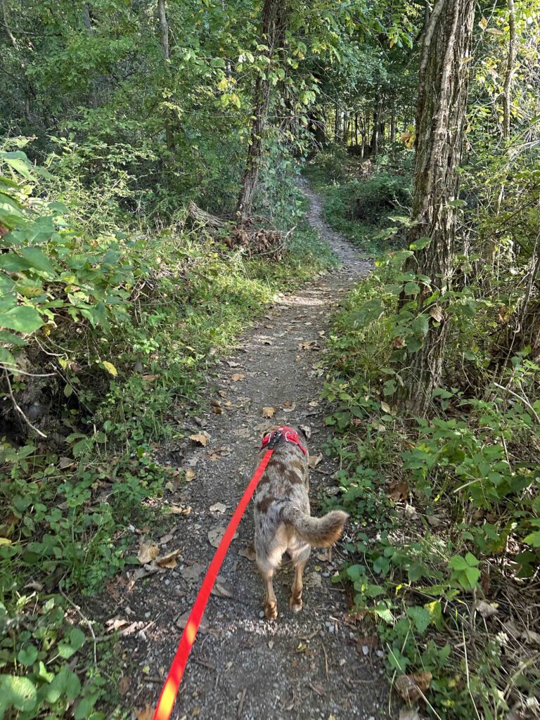 on the trail