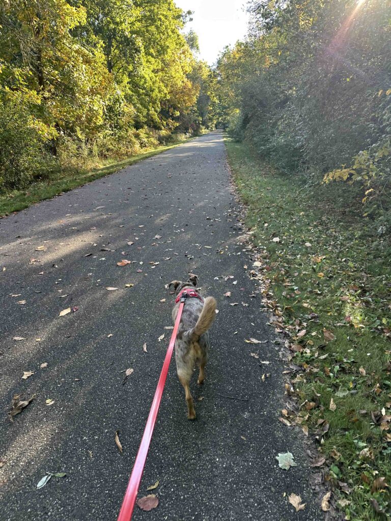 on the Falling Waters trail