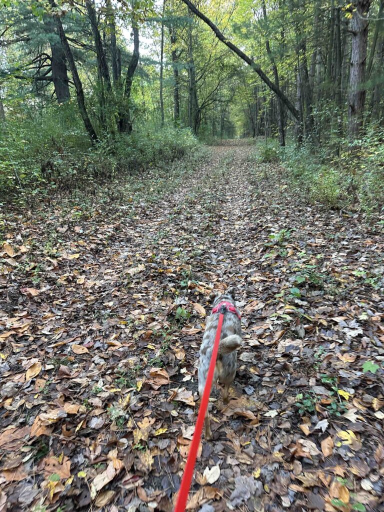 on the horse trail